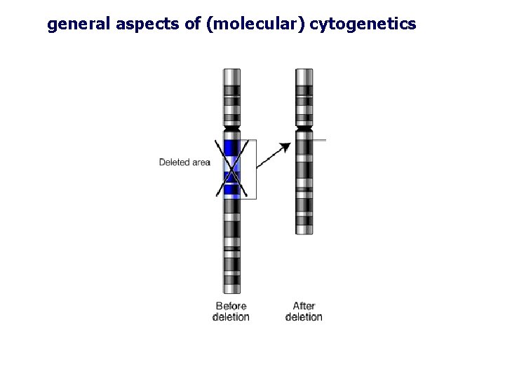 general aspects of (molecular) cytogenetics general aspects of (molecular) cytogenetics