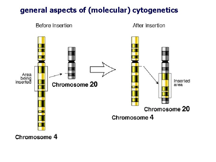 general aspects of (molecular) cytogenetics general aspects of (molecular) cytogenetics