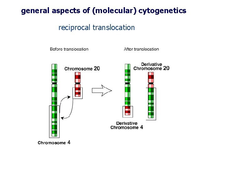 general aspects of (molecular) cytogenetics reciprocal translocation general aspects of (molecular) cytogenetics reciprocal translocation