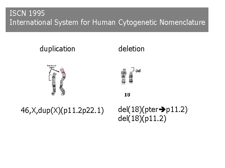 ISCN 1995 International System for Human Cytogenetic Nomenclature duplication 46, X, dup(X)(p 11. 2 ISCN 1995 International System for Human Cytogenetic Nomenclature duplication 46, X, dup(X)(p 11. 2