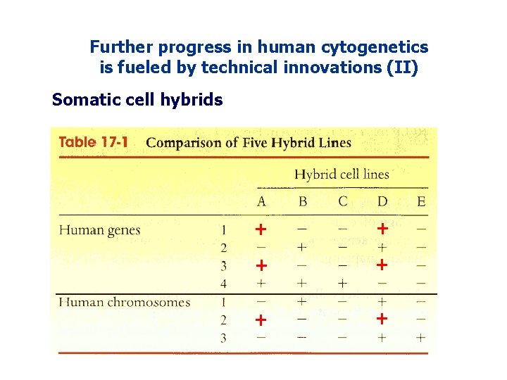 Further progress in human cytogenetics is fueled by technical innovations (II) Somatic cell hybrids Further progress in human cytogenetics is fueled by technical innovations (II) Somatic cell hybrids