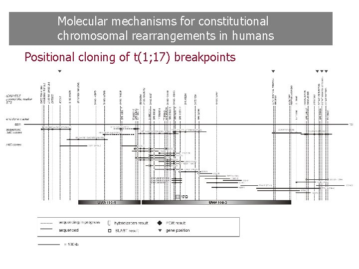Molecular mechanisms for constitutional chromosomal rearrangements in humans Positional cloning of t(1; 17) breakpoints Molecular mechanisms for constitutional chromosomal rearrangements in humans Positional cloning of t(1; 17) breakpoints