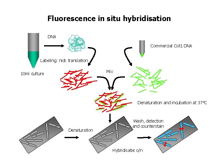 Fluorescence in situ hybridisation DNA Commercial Cot 1 DNA Labeling: nick translation Mix 10 Fluorescence in situ hybridisation DNA Commercial Cot 1 DNA Labeling: nick translation Mix 10