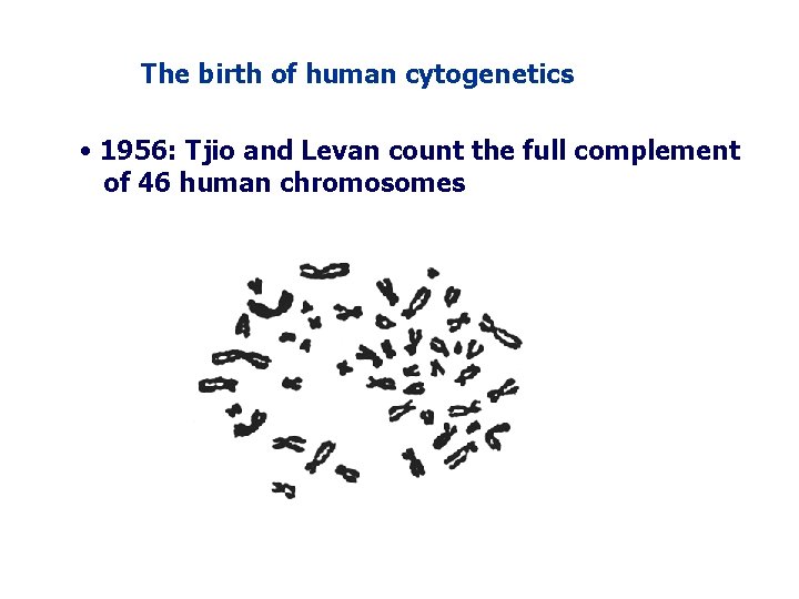 The birth of human cytogenetics • 1956: Tjio and Levan count the full complement The birth of human cytogenetics • 1956: Tjio and Levan count the full complement
