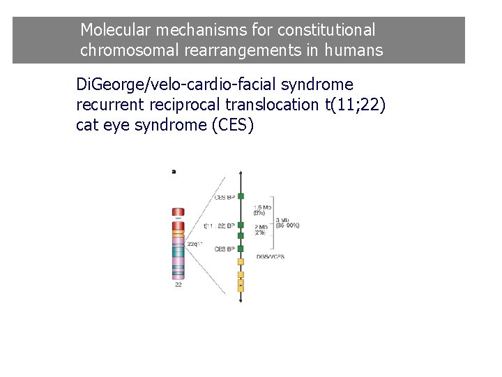 Molecular mechanisms for constitutional chromosomal rearrangements in humans Di. George/velo-cardio-facial syndrome recurrent reciprocal translocation Molecular mechanisms for constitutional chromosomal rearrangements in humans Di. George/velo-cardio-facial syndrome recurrent reciprocal translocation