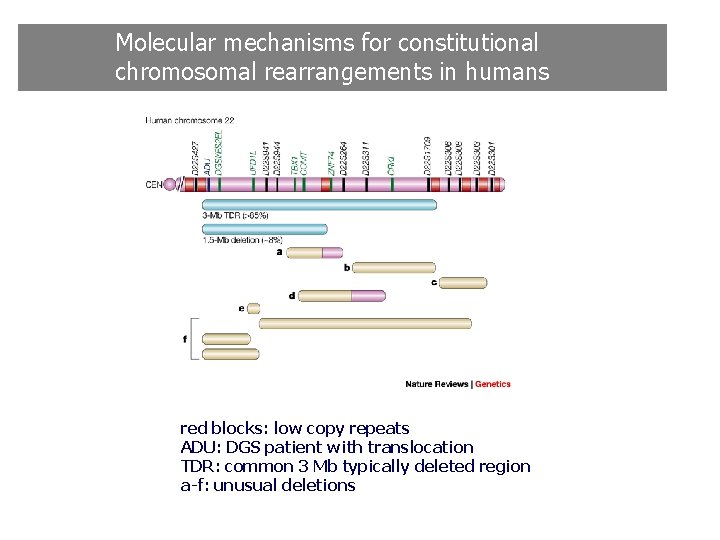 Molecular mechanisms for constitutional chromosomal rearrangements in humans red blocks: low copy repeats ADU: Molecular mechanisms for constitutional chromosomal rearrangements in humans red blocks: low copy repeats ADU: