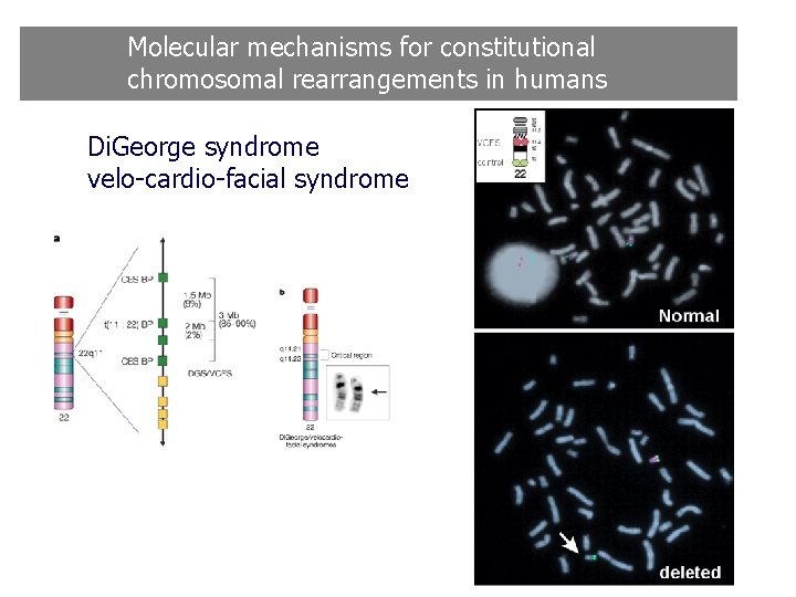 Molecular mechanisms for constitutional chromosomal rearrangements in humans Di. George syndrome velo-cardio-facial syndrome Molecular mechanisms for constitutional chromosomal rearrangements in humans Di. George syndrome velo-cardio-facial syndrome