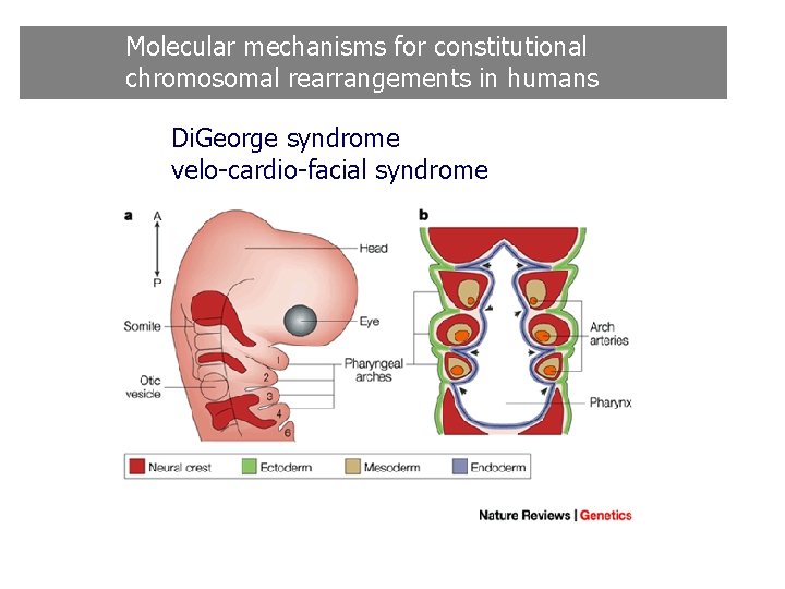 Molecular mechanisms for constitutional chromosomal rearrangements in humans Di. George syndrome velo-cardio-facial syndrome Molecular mechanisms for constitutional chromosomal rearrangements in humans Di. George syndrome velo-cardio-facial syndrome