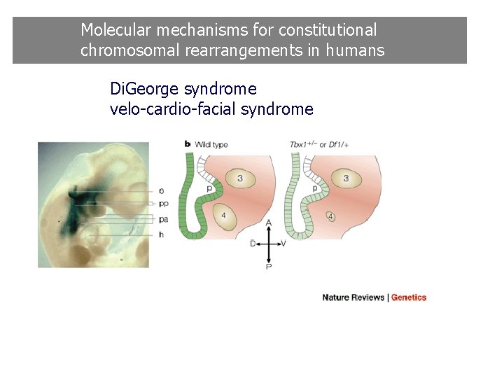 Molecular mechanisms for constitutional chromosomal rearrangements in humans Di. George syndrome velo-cardio-facial syndrome Molecular mechanisms for constitutional chromosomal rearrangements in humans Di. George syndrome velo-cardio-facial syndrome