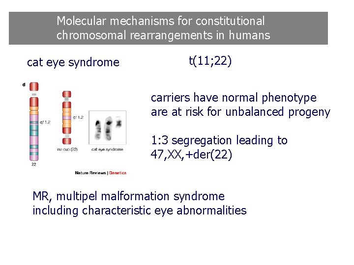 Molecular mechanisms for constitutional chromosomal rearrangements in humans cat eye syndrome t(11; 22) carriers Molecular mechanisms for constitutional chromosomal rearrangements in humans cat eye syndrome t(11; 22) carriers