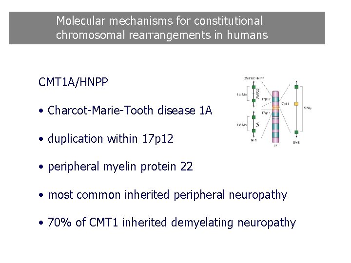 Molecular mechanisms for constitutional chromosomal rearrangements in humans CMT 1 A/HNPP • Charcot-Marie-Tooth disease Molecular mechanisms for constitutional chromosomal rearrangements in humans CMT 1 A/HNPP • Charcot-Marie-Tooth disease