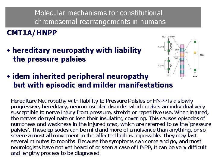 Molecular mechanisms for constitutional chromosomal rearrangements in humans CMT 1 A/HNPP • hereditary neuropathy Molecular mechanisms for constitutional chromosomal rearrangements in humans CMT 1 A/HNPP • hereditary neuropathy