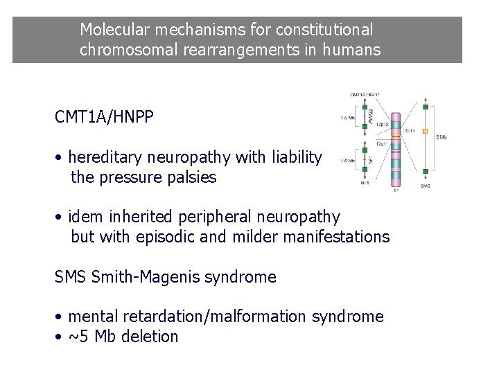 Molecular mechanisms for constitutional chromosomal rearrangements in humans CMT 1 A/HNPP • hereditary neuropathy Molecular mechanisms for constitutional chromosomal rearrangements in humans CMT 1 A/HNPP • hereditary neuropathy