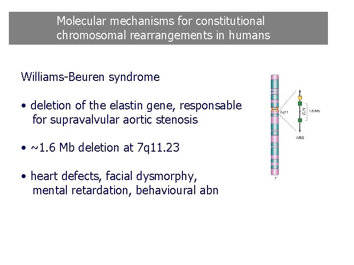 Molecular mechanisms for constitutional chromosomal rearrangements in humans Williams-Beuren syndrome • deletion of the Molecular mechanisms for constitutional chromosomal rearrangements in humans Williams-Beuren syndrome • deletion of the