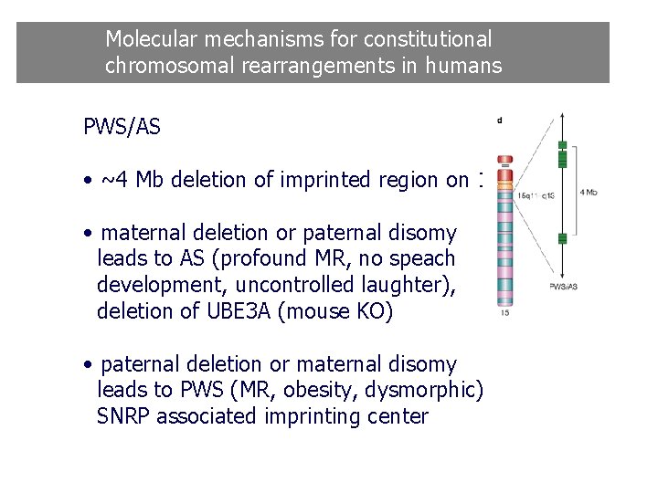 Molecular mechanisms for constitutional chromosomal rearrangements in humans PWS/AS • ~4 Mb deletion of Molecular mechanisms for constitutional chromosomal rearrangements in humans PWS/AS • ~4 Mb deletion of