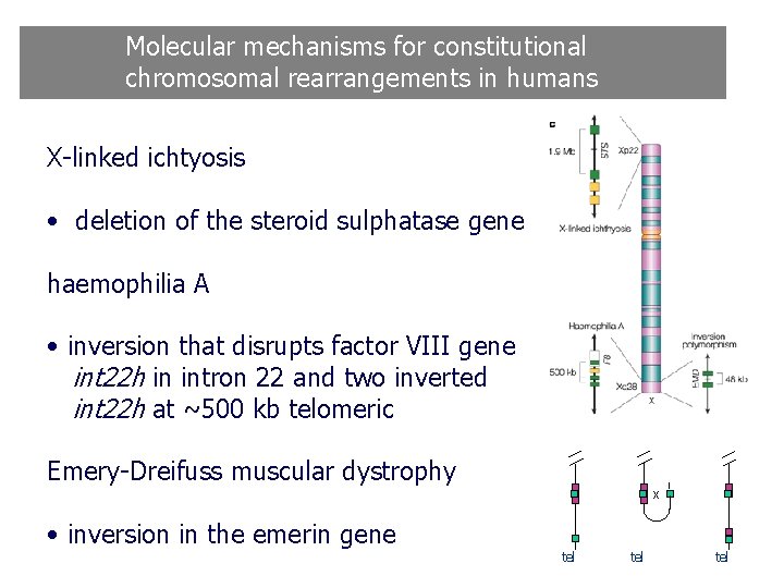 Molecular mechanisms for constitutional chromosomal rearrangements in humans X-linked ichtyosis • deletion of the Molecular mechanisms for constitutional chromosomal rearrangements in humans X-linked ichtyosis • deletion of the