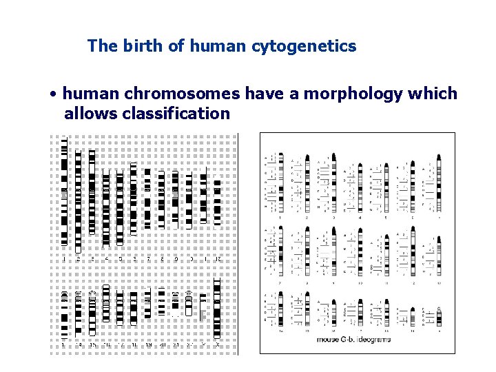 The birth of human cytogenetics • human chromosomes have a morphology which allows classification The birth of human cytogenetics • human chromosomes have a morphology which allows classification