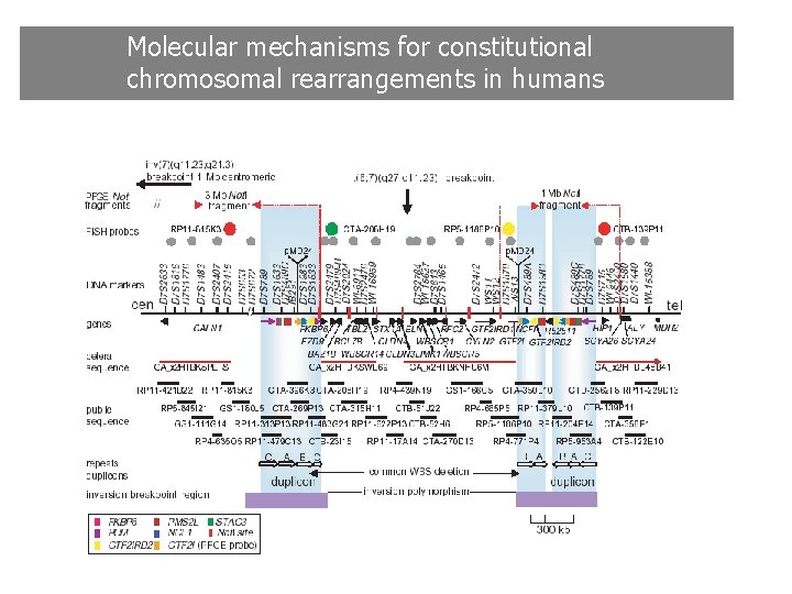 Molecular mechanisms for constitutional chromosomal rearrangements in humans Molecular mechanisms for constitutional chromosomal rearrangements in humans