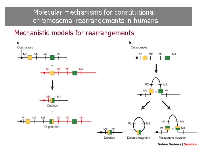 Molecular mechanisms for constitutional chromosomal rearrangements in humans Mechanistic models for rearrangements Molecular mechanisms for constitutional chromosomal rearrangements in humans Mechanistic models for rearrangements