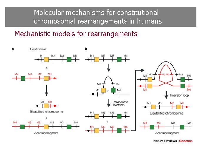 Molecular mechanisms for constitutional chromosomal rearrangements in humans Mechanistic models for rearrangements Molecular mechanisms for constitutional chromosomal rearrangements in humans Mechanistic models for rearrangements
