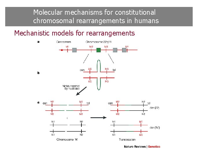Molecular mechanisms for constitutional chromosomal rearrangements in humans Mechanistic models for rearrangements Molecular mechanisms for constitutional chromosomal rearrangements in humans Mechanistic models for rearrangements