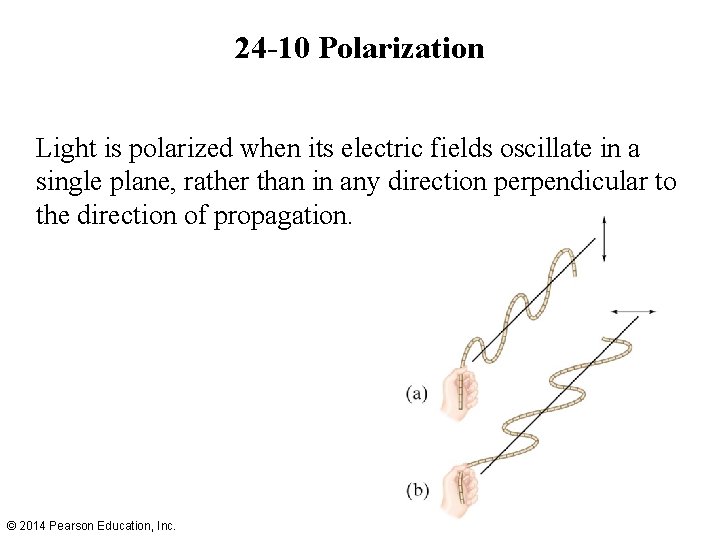 24 -10 Polarization Light is polarized when its electric fields oscillate in a single
