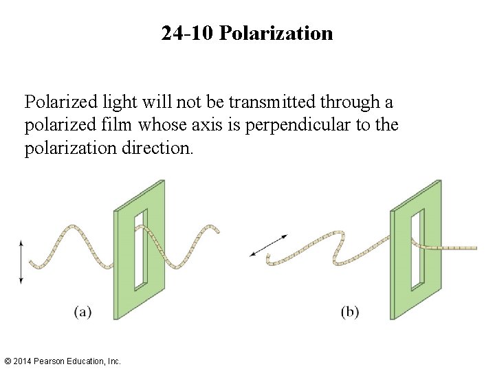 24 -10 Polarization Polarized light will not be transmitted through a polarized film whose