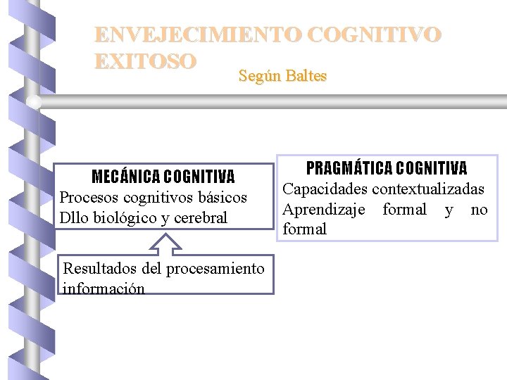 ENVEJECIMIENTO COGNITIVO EXITOSO Según Baltes MECÁNICA COGNITIVA Procesos cognitivos básicos Dllo biológico y cerebral