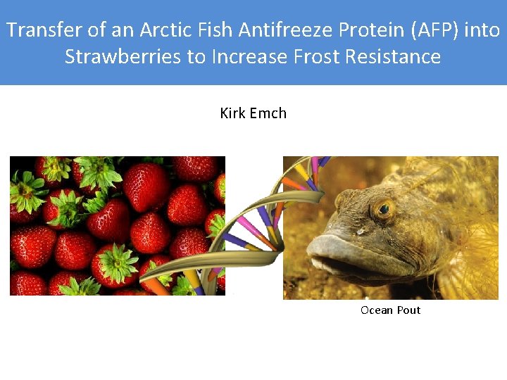Transfer of an Arctic Fish Antifreeze Protein (AFP) into Strawberries to Increase Frost Resistance