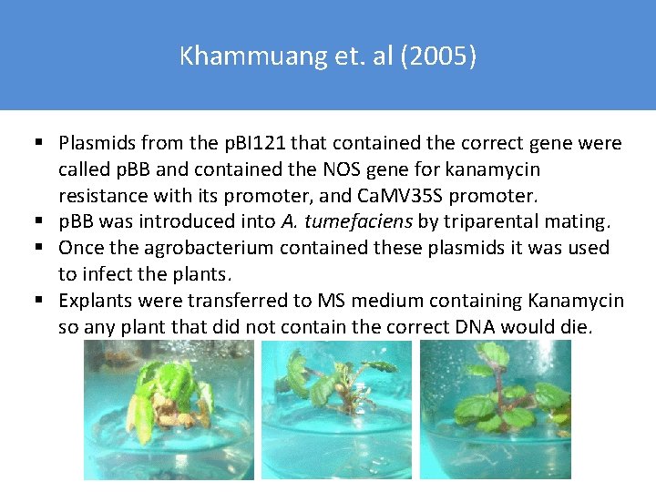 Khammuang et. al (2005) § Plasmids from the p. BI 121 that contained the