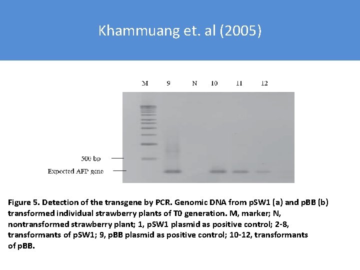 Khammuang et. al (2005) Figure 5. Detection of the transgene by PCR. Genomic DNA