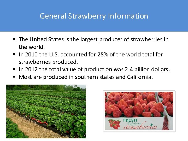 General Strawberry Information § The United States is the largest producer of strawberries in