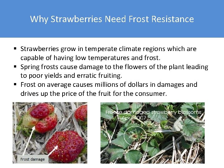 Why Strawberries Need Frost Resistance § Strawberries grow in temperate climate regions which are