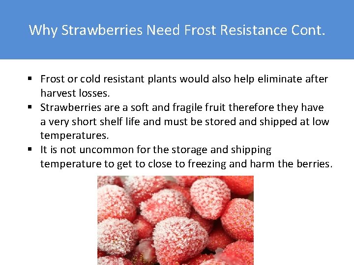 Why Strawberries Need Frost Resistance Cont. § Frost or cold resistant plants would also