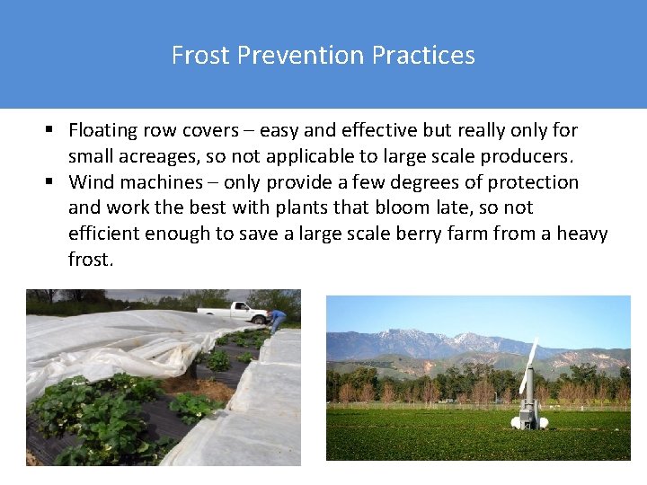 Frost Prevention Practices § Floating row covers – easy and effective but really only
