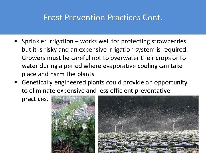 Frost Prevention Practices Cont. § Sprinkler irrigation – works well for protecting strawberries but