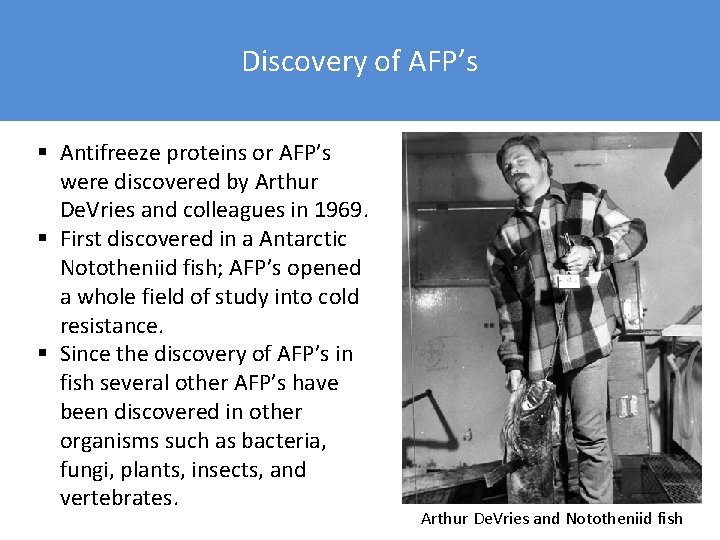 Discovery of AFP’s § Antifreeze proteins or AFP’s were discovered by Arthur De. Vries