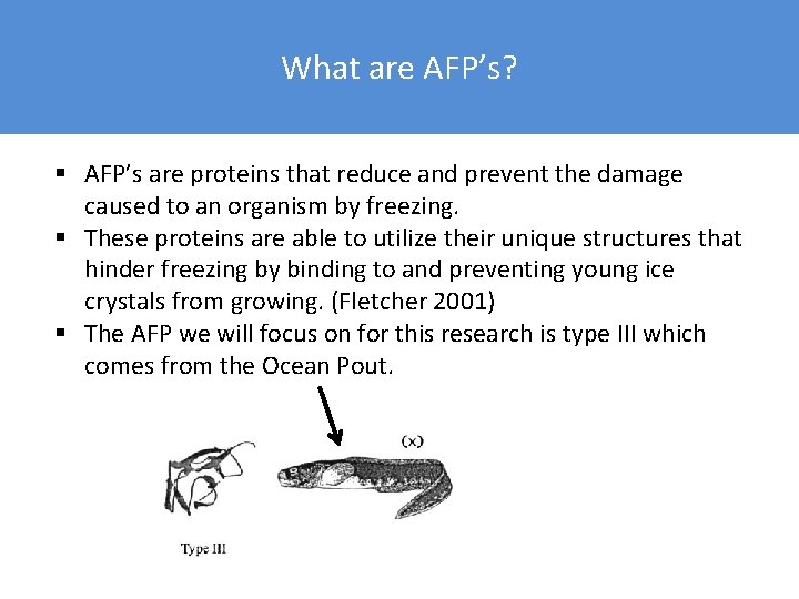 What are AFP’s? § AFP’s are proteins that reduce and prevent the damage caused