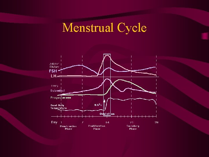 Menstrual Cycle 