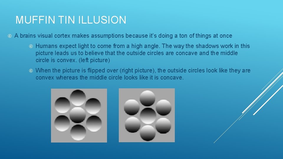 MUFFIN TIN ILLUSION A brains visual cortex makes assumptions because it’s doing a ton