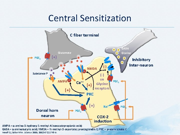 Central Sensitization C fiber terminal PGE 2 (+) GABA Glycine Glutamate P Substance P