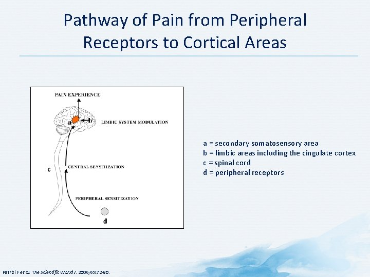 Pathway of Pain from Peripheral Receptors to Cortical Areas a = secondary somatosensory area