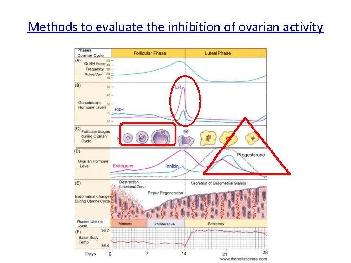 Methods to evaluate the inhibition of ovarian activity 