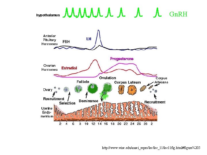 hypothalamus Gn. RH http: //www. wisc. edu/ansci_repro/lec_11/lec 11 fig. html#figure%205 