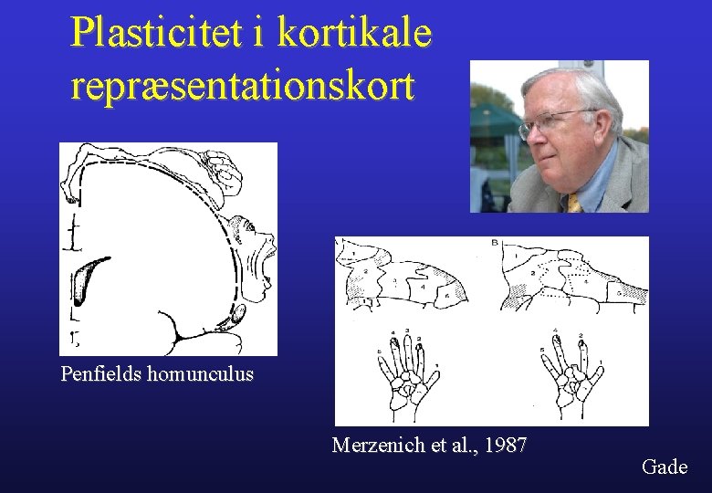Plasticitet i kortikale repræsentationskort Penfields homunculus Merzenich et al. , 1987 Gade 