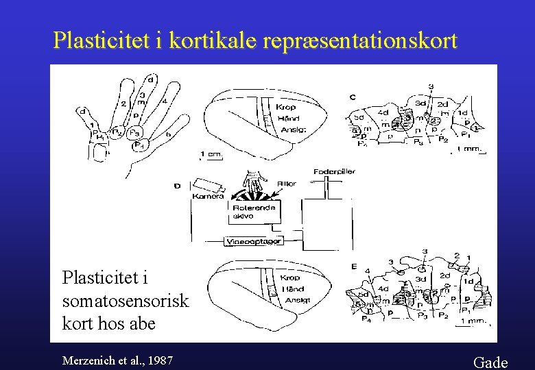 Plasticitet i kortikale repræsentationskort Plasticitet i somatosensorisk kort hos abe Merzenich et al. ,
