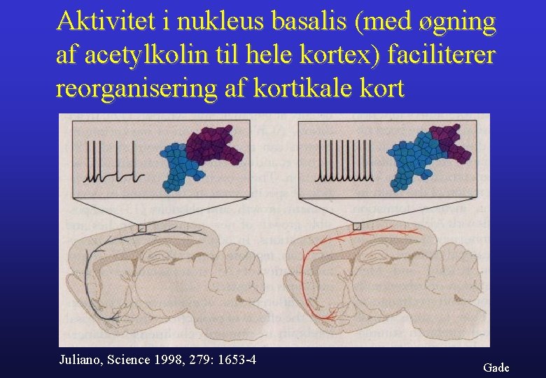 Aktivitet i nukleus basalis (med øgning af acetylkolin til hele kortex) faciliterer reorganisering af