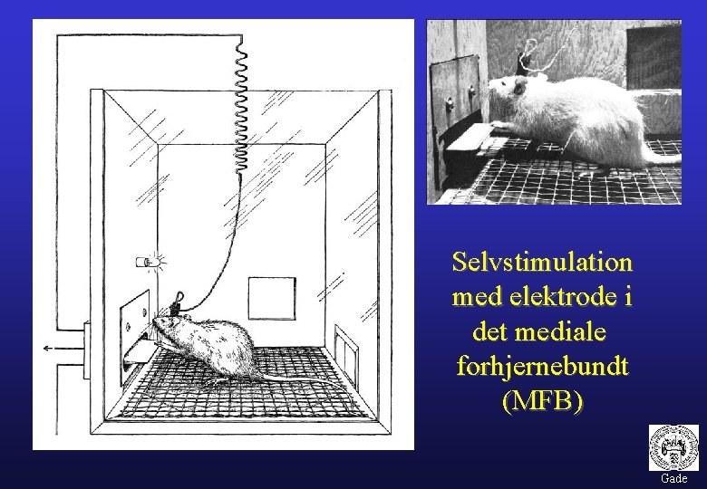 Selvstimulation med elektrode i det mediale forhjernebundt (MFB) Gade 