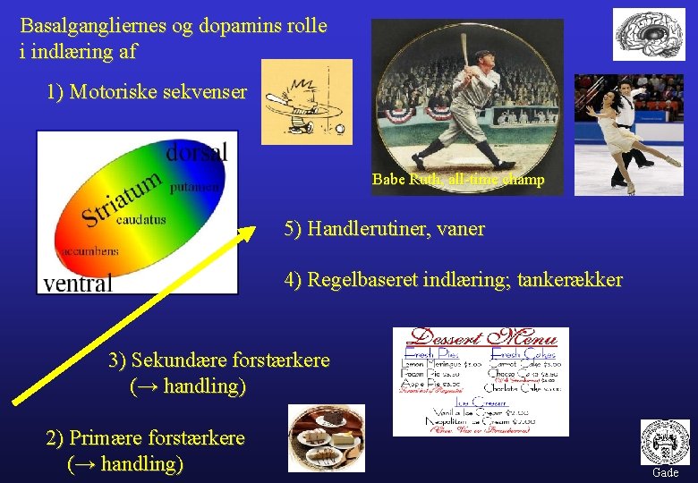 Basalgangliernes og dopamins rolle i indlæring af 1) Motoriske sekvenser Babe Ruth, all-time champ