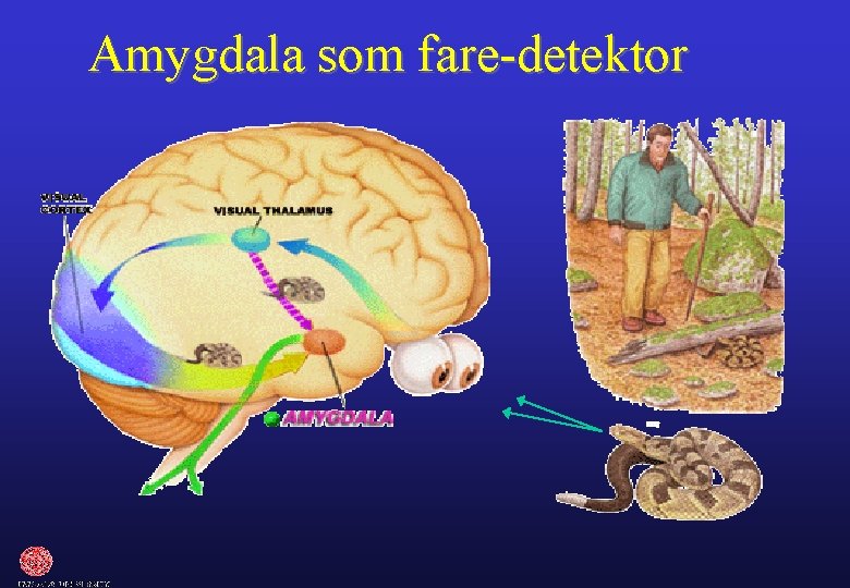 Amygdala som fare-detektor 